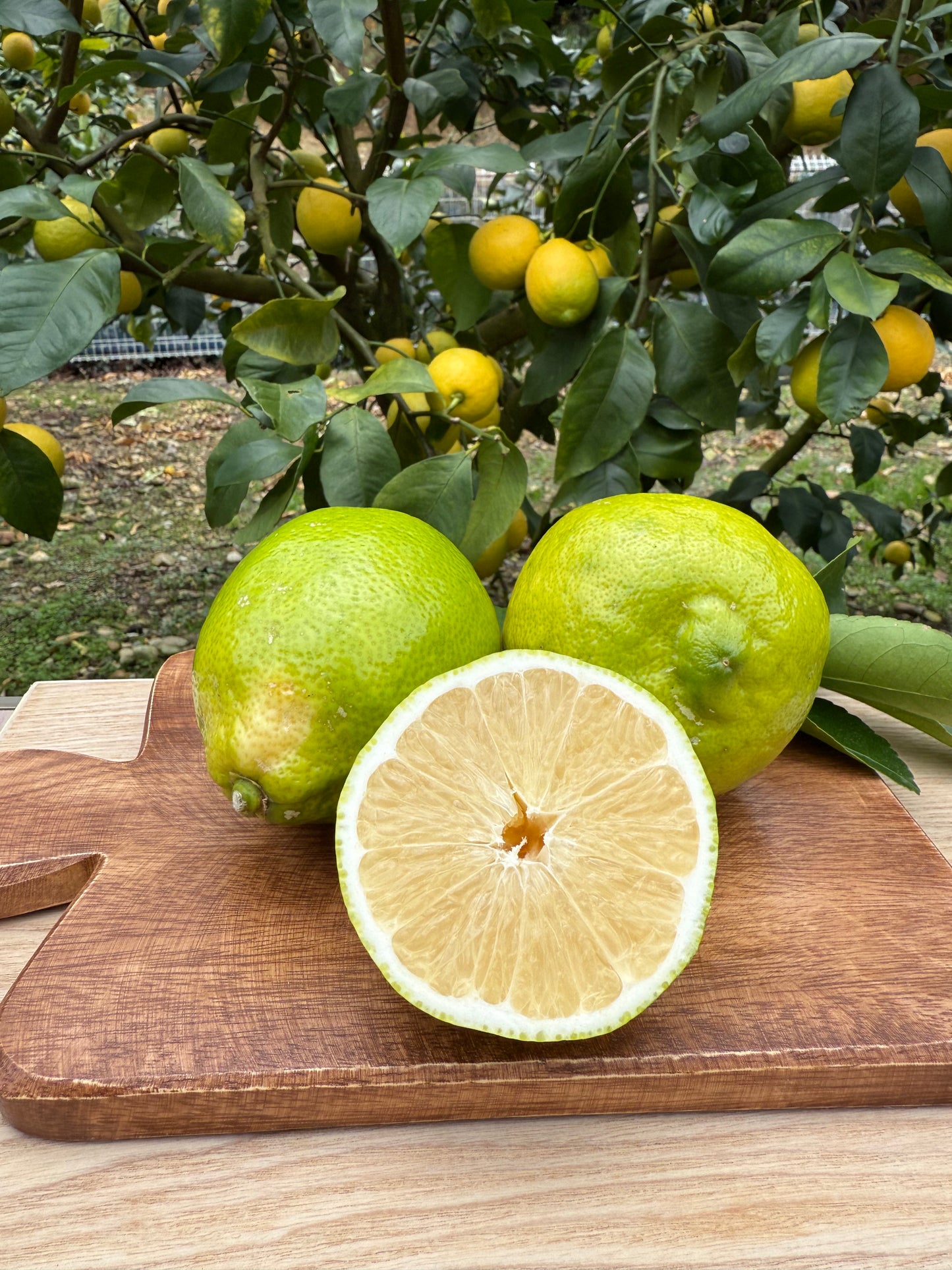 波乗りレモン【りのか】1kg