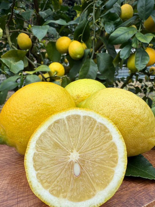 波乗りレモン【リスボン】10kg