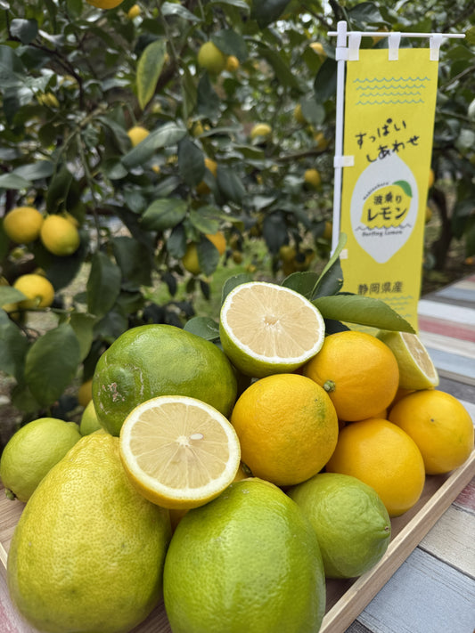 波乗りレモン　3種食べ比べセット（マイヤー・ユーレカ・りのか1kgずつ）