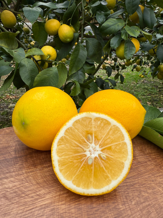 波乗りレモン【マイヤー】10kg