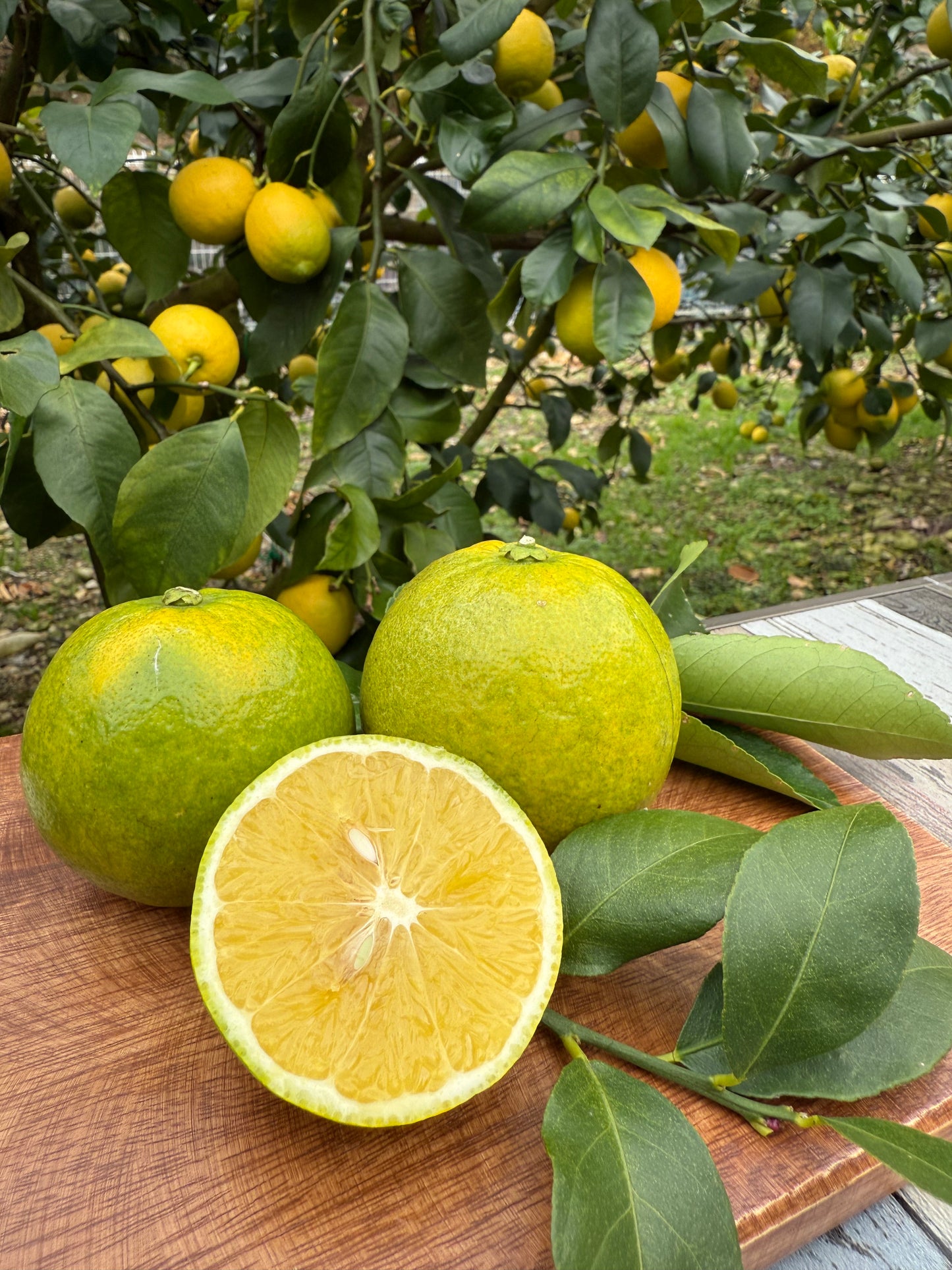 波乗りレモン【スイートレモン】1kg