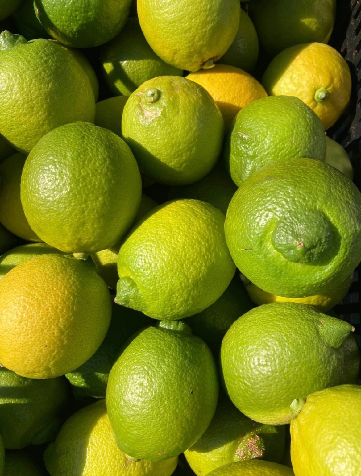 波乗りレモン【りのか】1kg