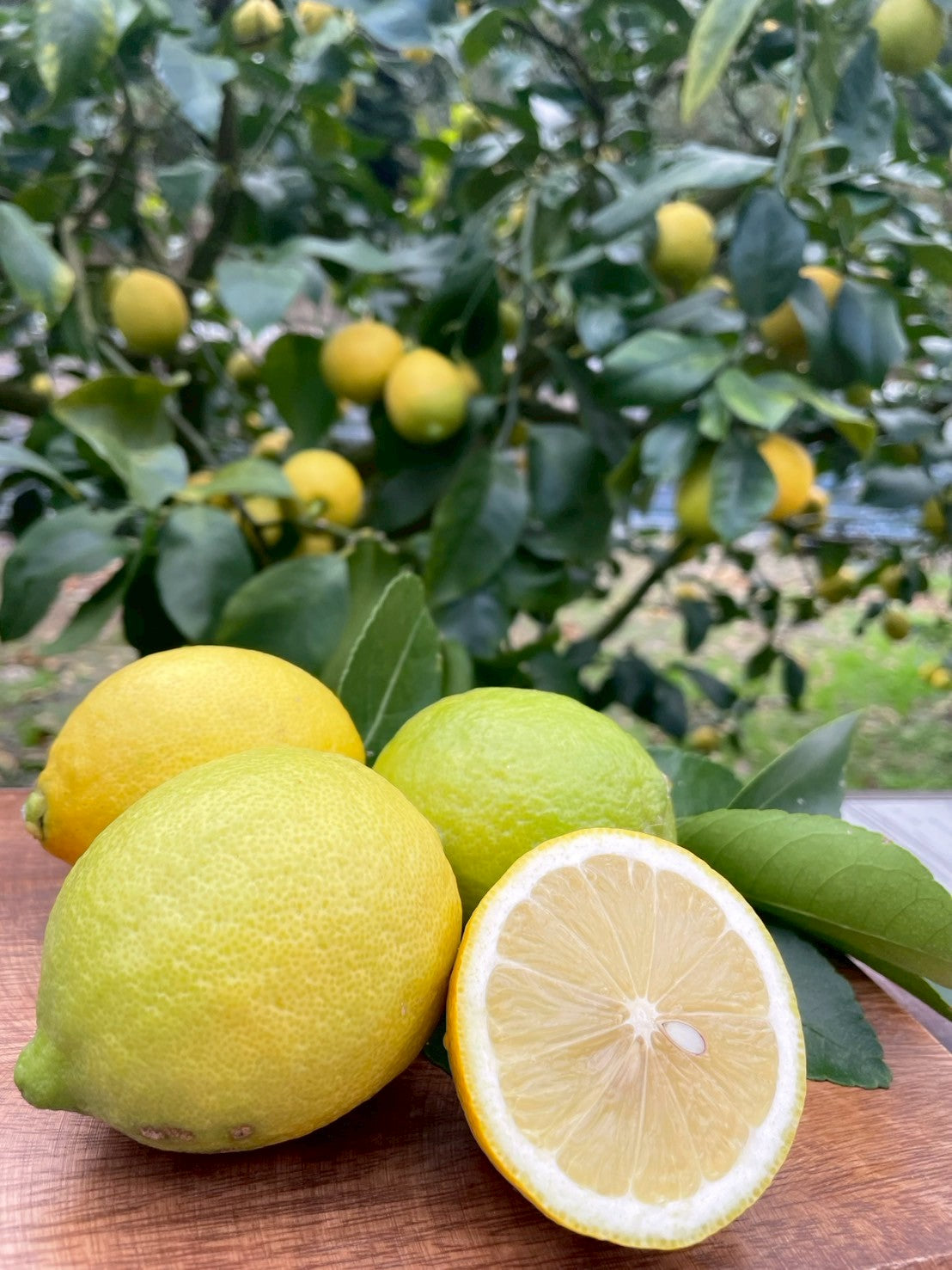 波乗りレモン【ユーレカ】10kg